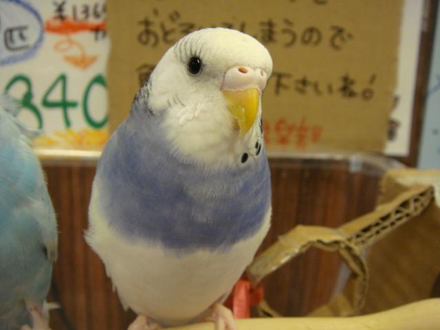 セキセイインコお散歩 浦和店 熱帯倶楽部