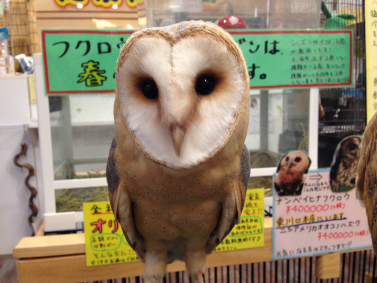 メンフクロウ 白 黒 ハイブリット個体 吉祥寺店 熱帯倶楽部