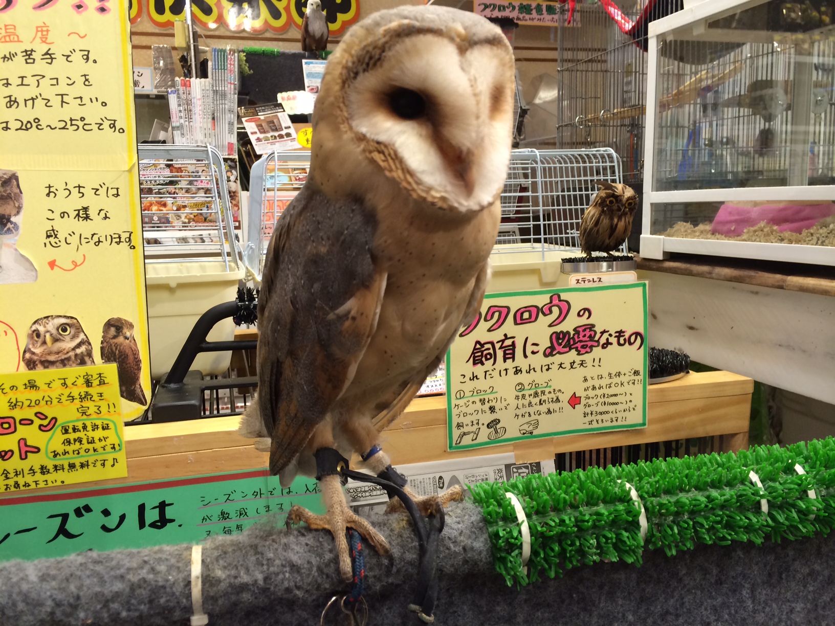 メンフクロウ 白 黒ハイブリッド 国内ブリード 吉祥寺店 熱帯倶楽部