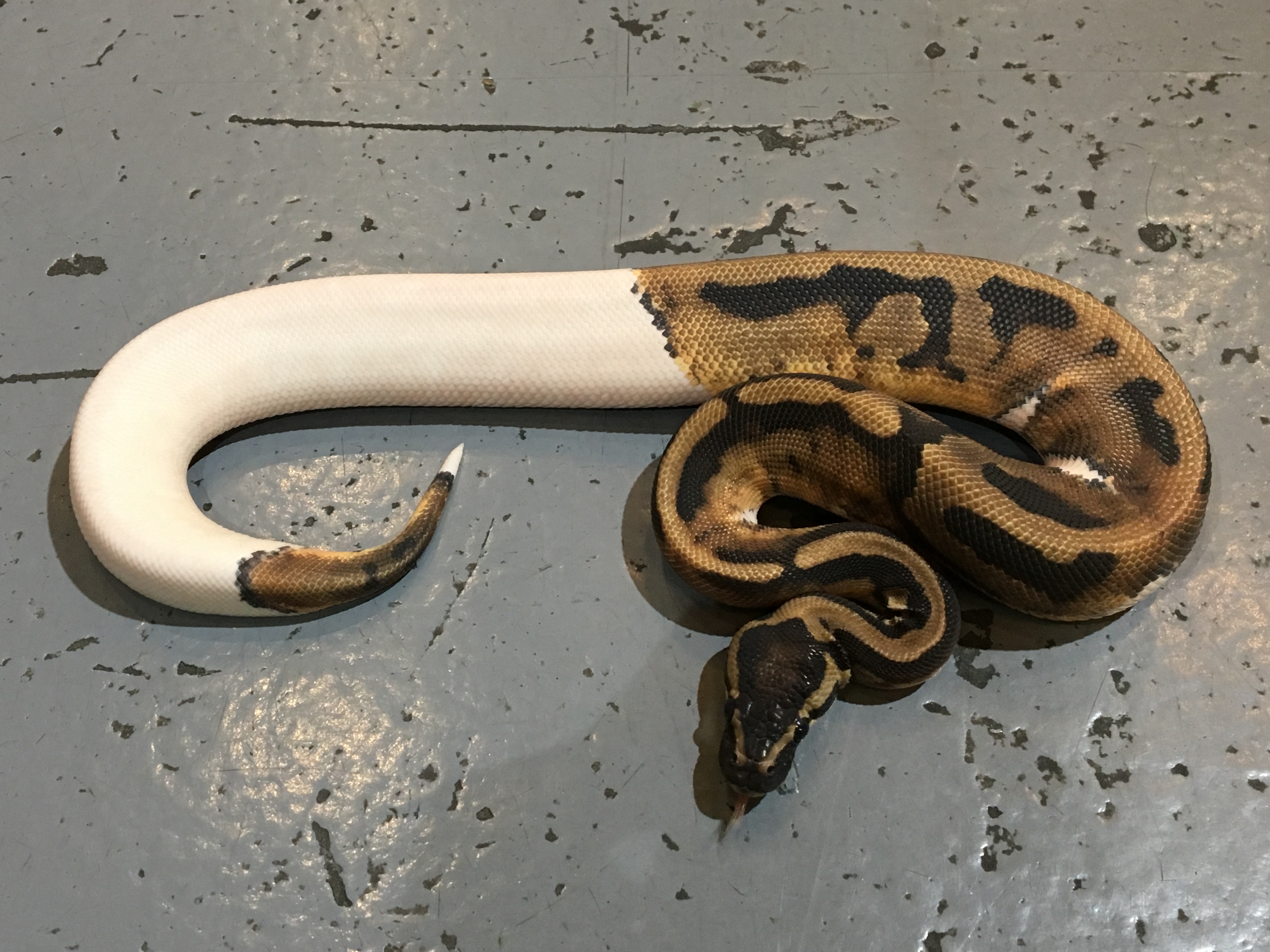 ボールパイソン = Ball Python : カラー写真と品種解説、飼育・繁…+