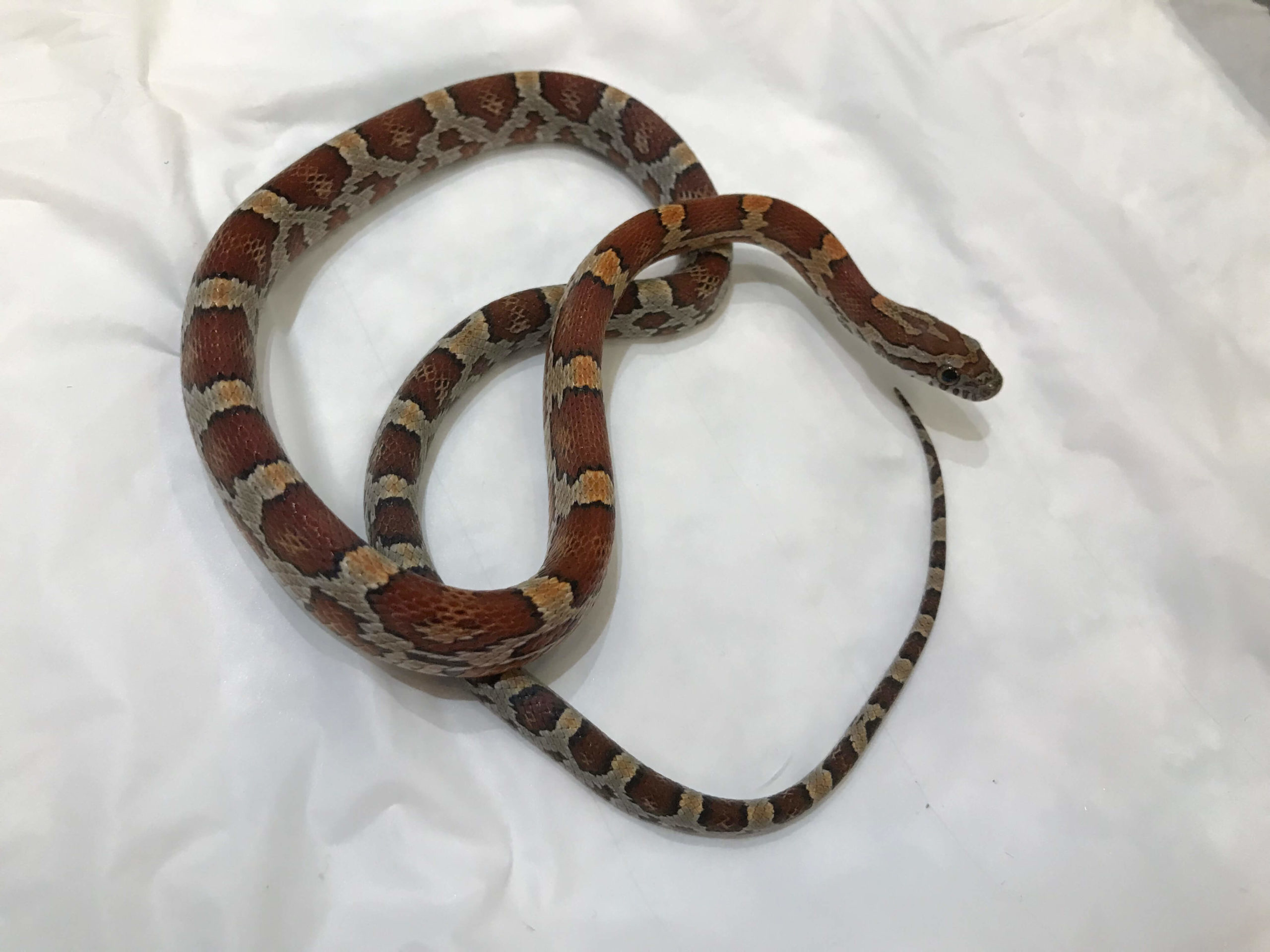 新品　コーンスネーク 190609001-scaled.jpeg