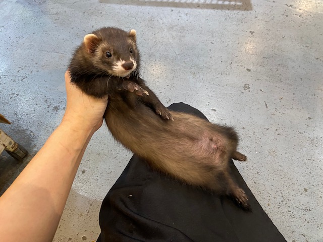 フェレット なりきりブランケット セーブル小動物の種類フェレット 