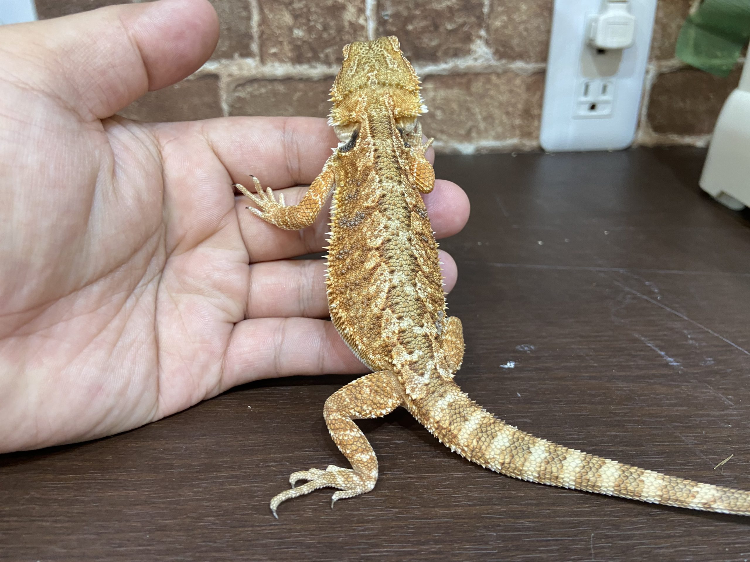 フトアゴヒゲトカゲが人工飼料食べてくれるようになってきました 熱帯倶楽部