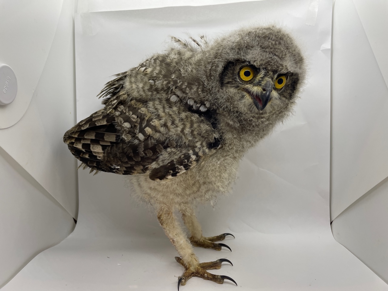 約2年半ぶり】アフリカワシミミズクの雛が入荷しました！！ | 熱帯倶楽部