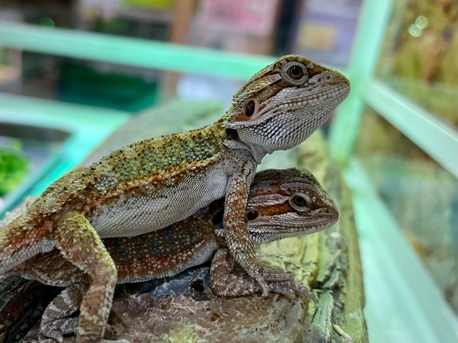 新入荷！！ハイポのフトアゴヒゲトカゲたちが入荷しました♪(熱帯俱楽