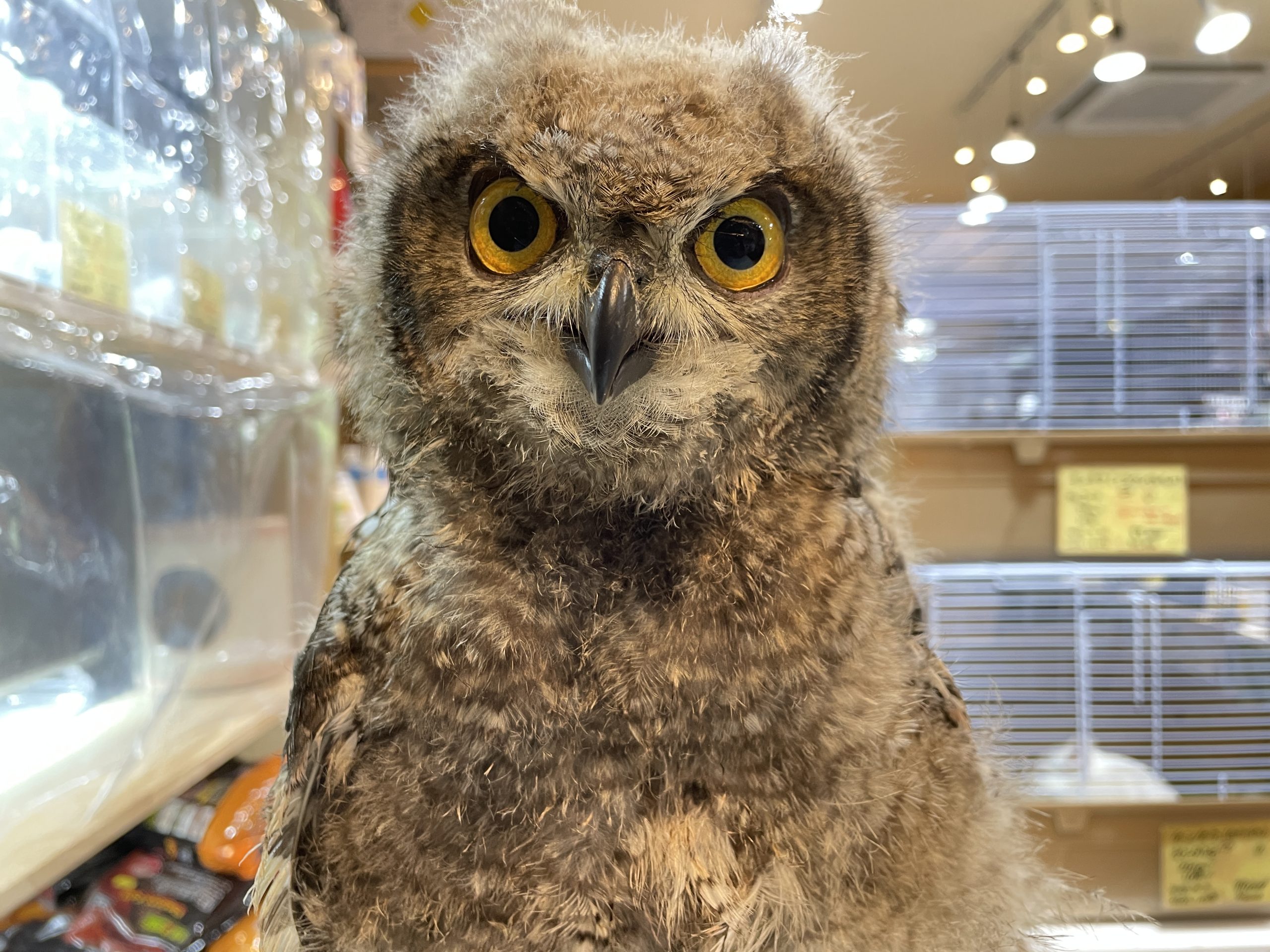 レア！アフリカワシミミズク 頭骨　※捕獲データ付 ☆即納☆ レア！アフリカワシミミズク（Spotted Eagle-owl）頭骨 ※捕獲