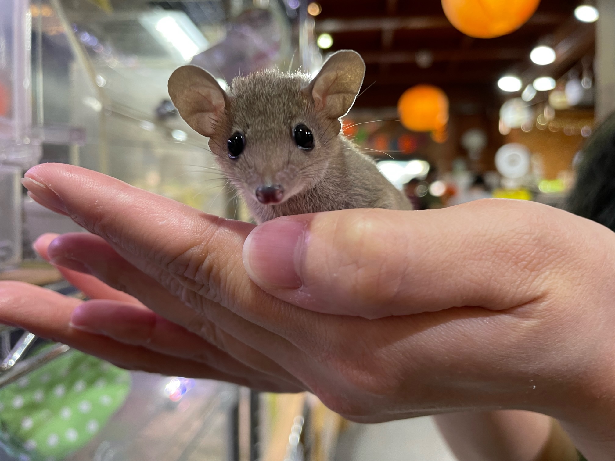 べたなれ♪ピグミーオポッサムのベビー達のご紹介！（熱帯俱楽部