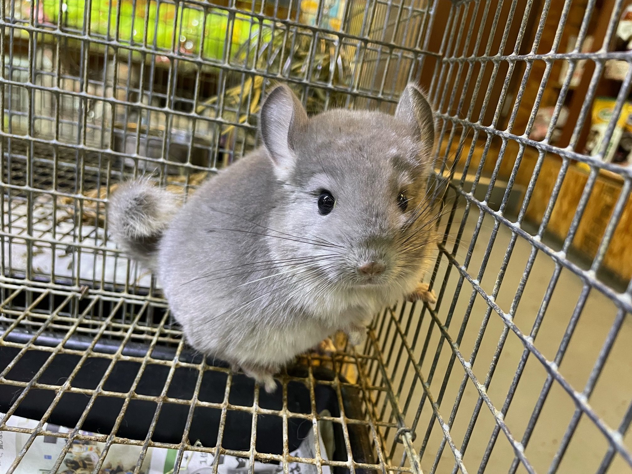 チンチラのベビーが入荷致しました！（熱帯俱楽部 東川口本店） | 熱帯