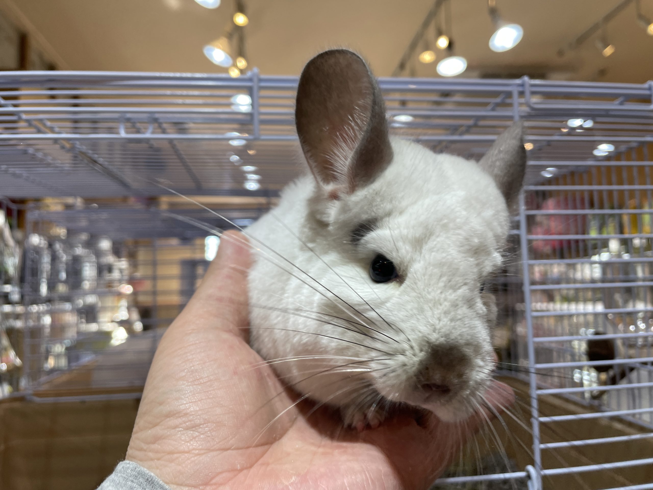 国内繁殖のチンチラちゃん2匹が入荷しました！！ | 熱帯倶楽部