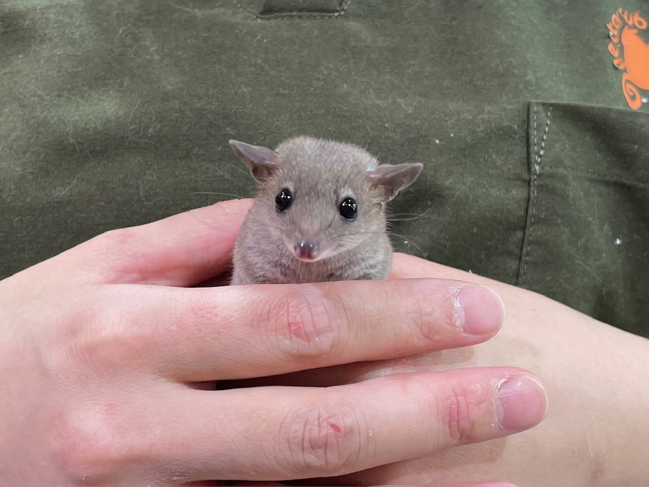ピグミーオポッサム残り1匹となりました！！(熱帯俱楽部東川口本店