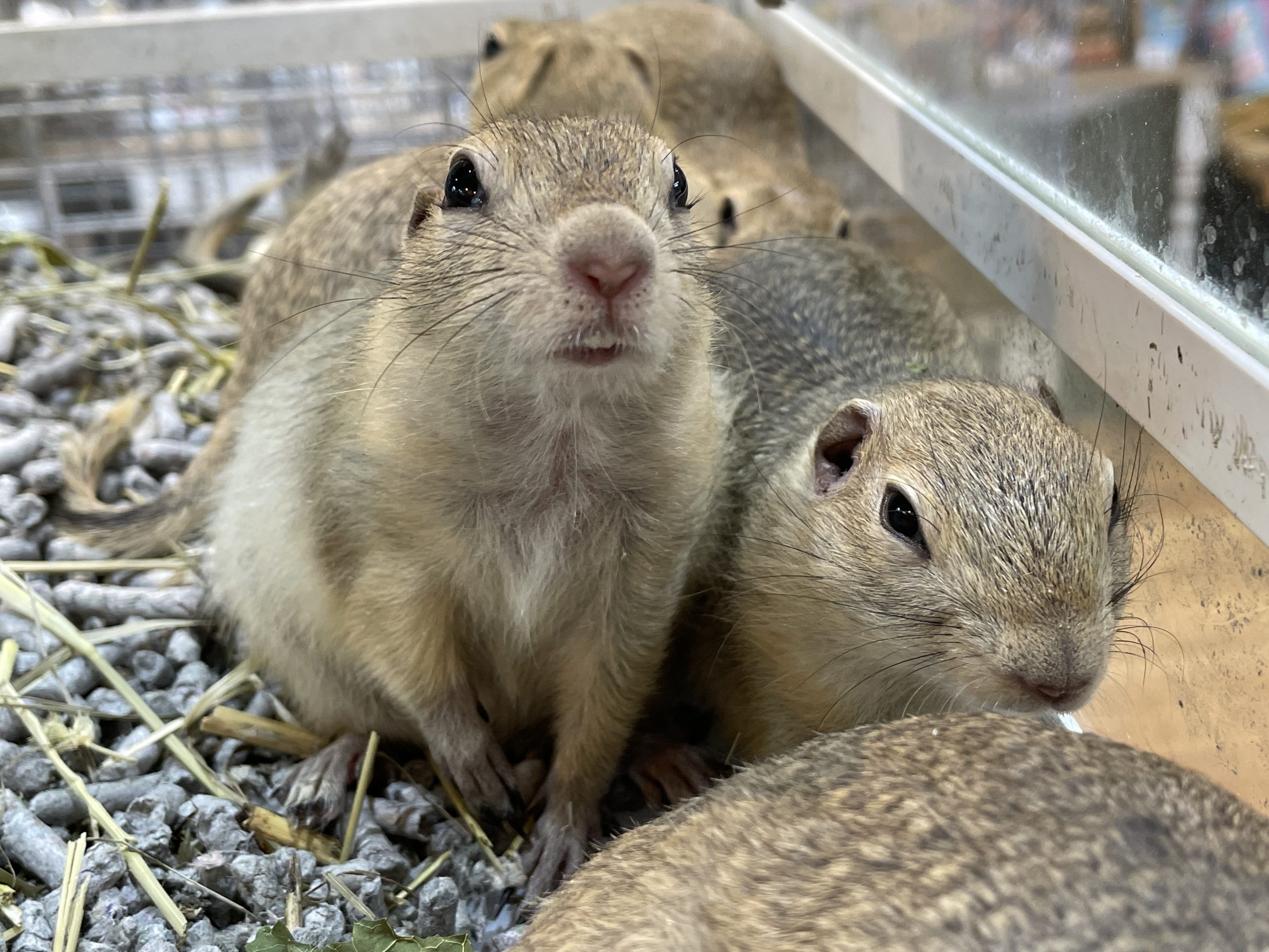 げっ歯類の臨床 チンチラ、シマリス、スナネズミ、ハムスタ-、マウス  /ＥＤＵＷＡＲＤ　Ｐｒｅｓｓ/Ｖ．Ｃ．Ｇ．リチャ-ドソン（単行本） 41alrbwl+PL._UF350,350_QL50_.jpg