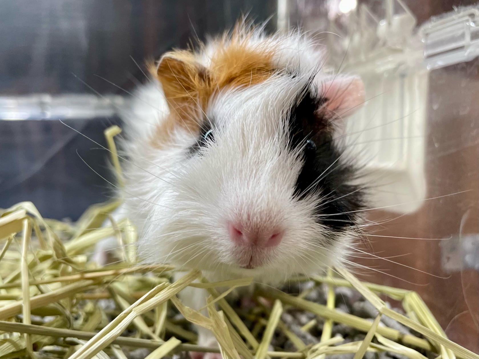 モモンガハウス（迷彩・恐竜柄）春（冬）秋仕様 1850円 【公式通販】