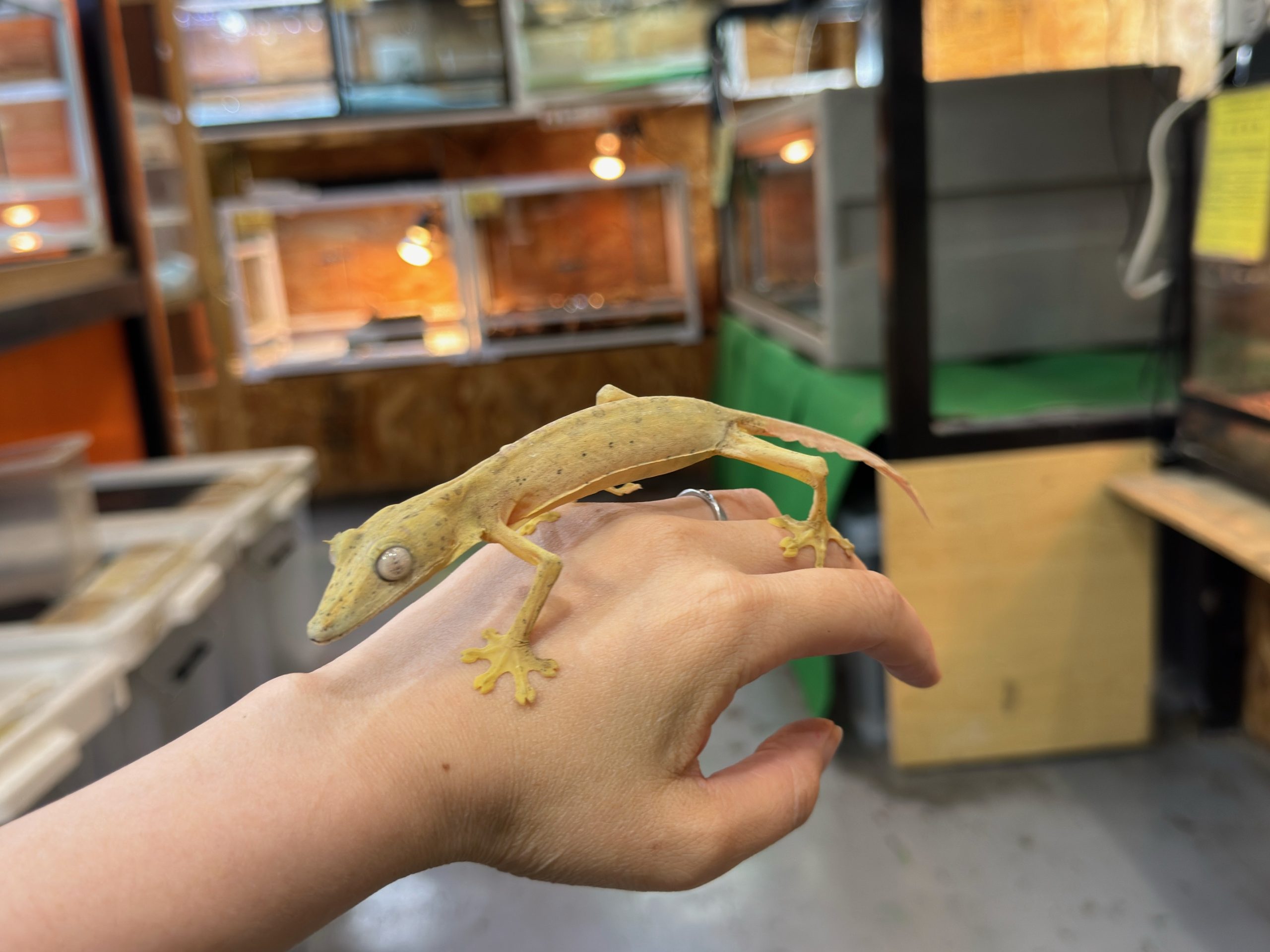 【新品】サソリトカゲス & ミニサソリトカゲス GOODS詳細｜Sonar Pocket 初 野外ワンマン Welcome to ソナポケスパー