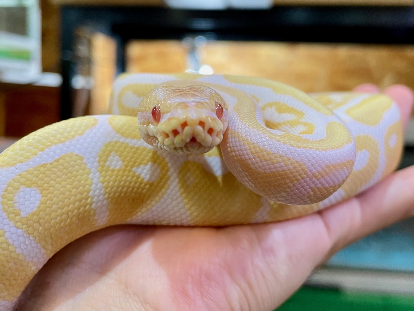 ジャパンレプタイルズショー2024 Summer ～ラインナップ予定 ヘビ編