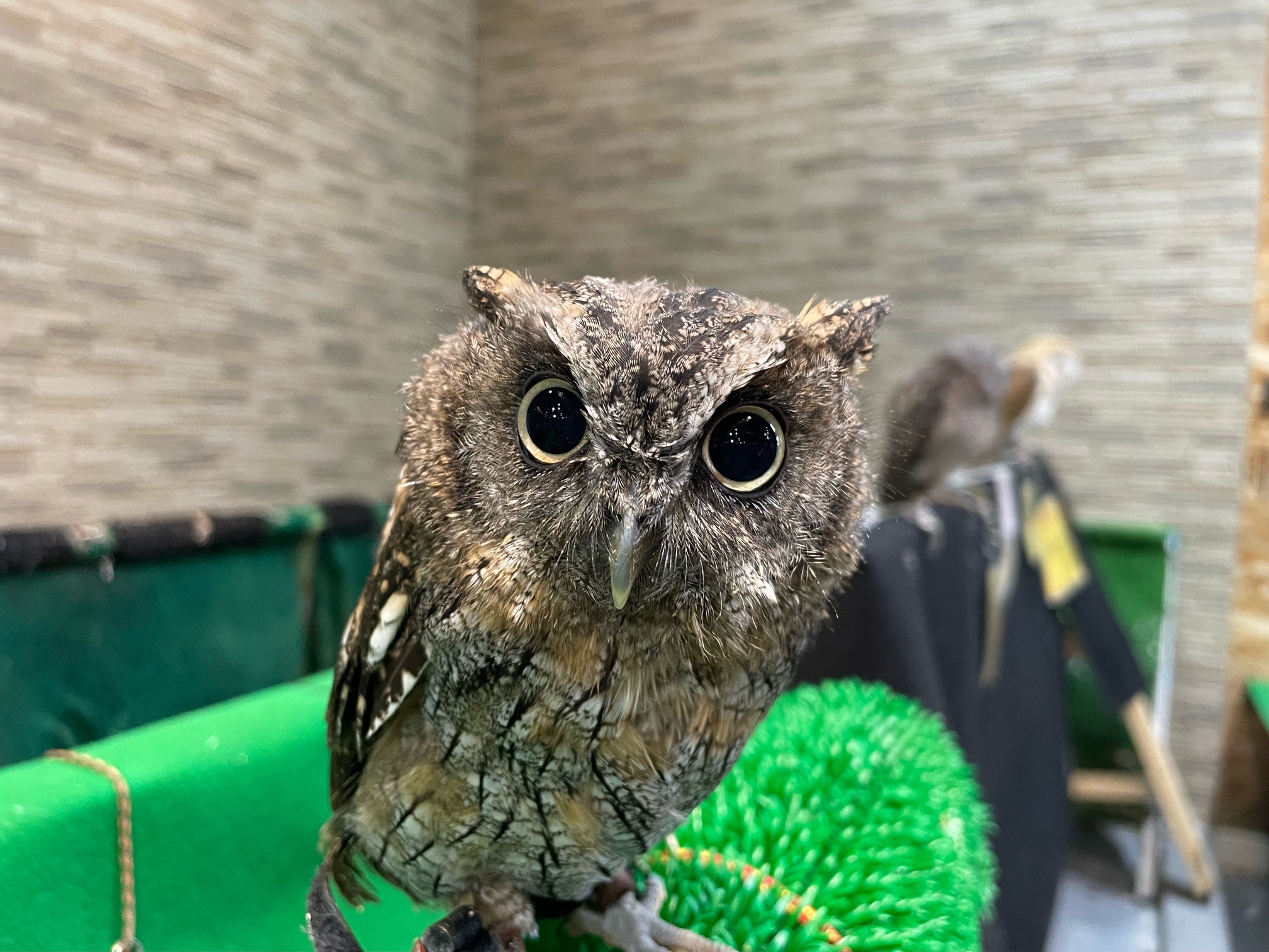 スピックスコノハズクが入荷しました！！（熱帯倶楽部 東川口本店