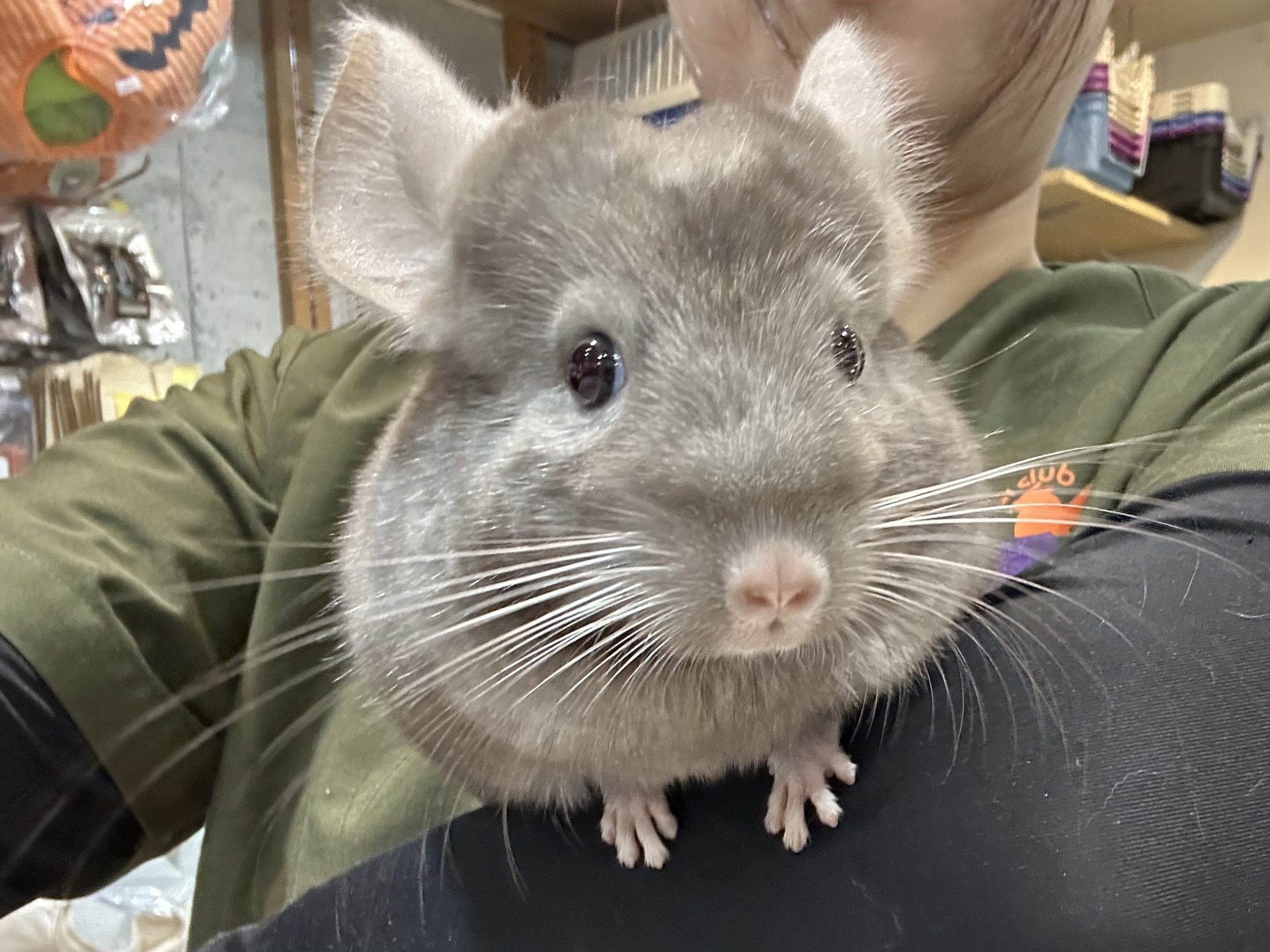 チンチラ IMG_3942-scaled.jpg