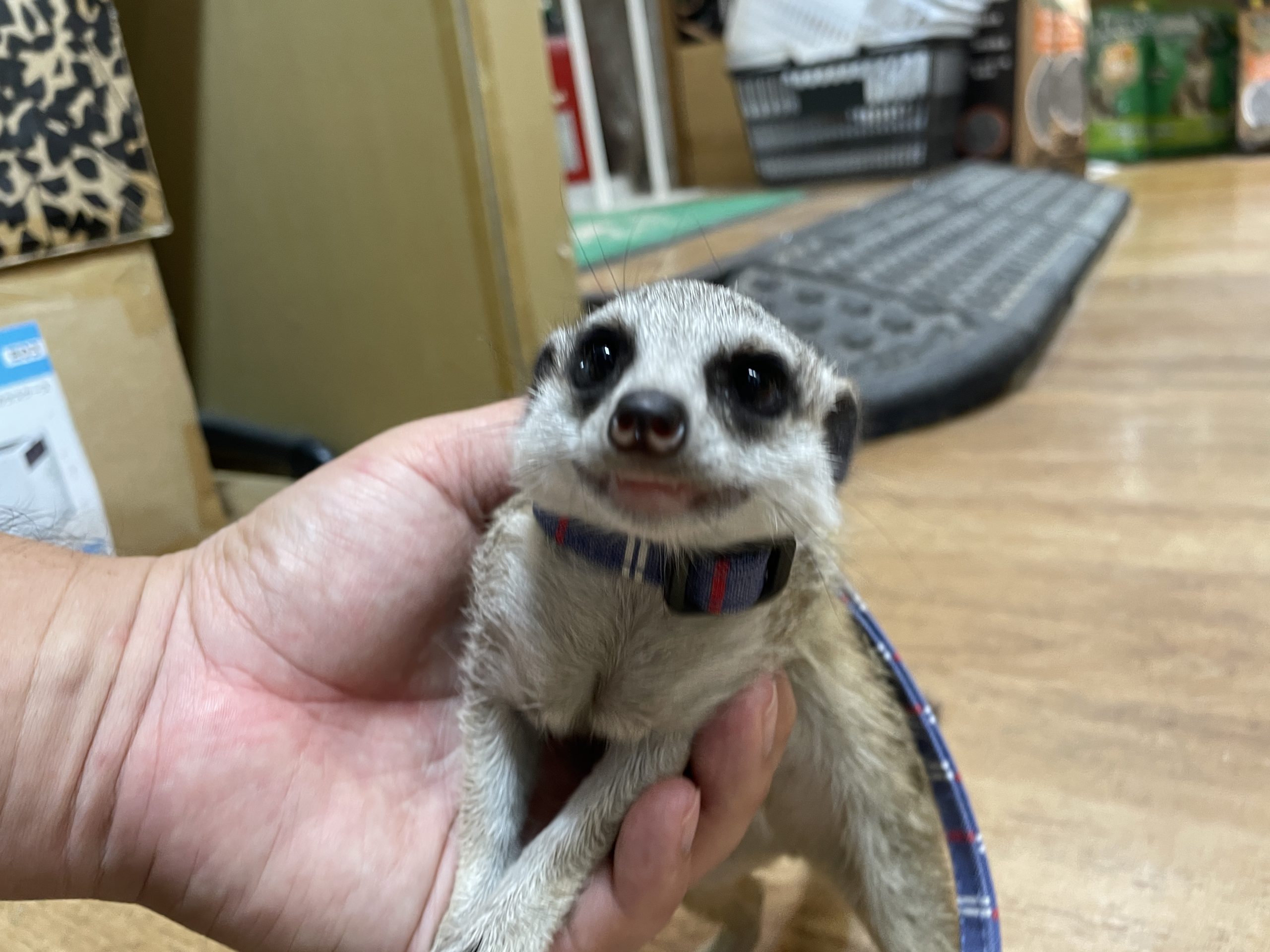 ミーアキャット hq720.jpg?sqp=-