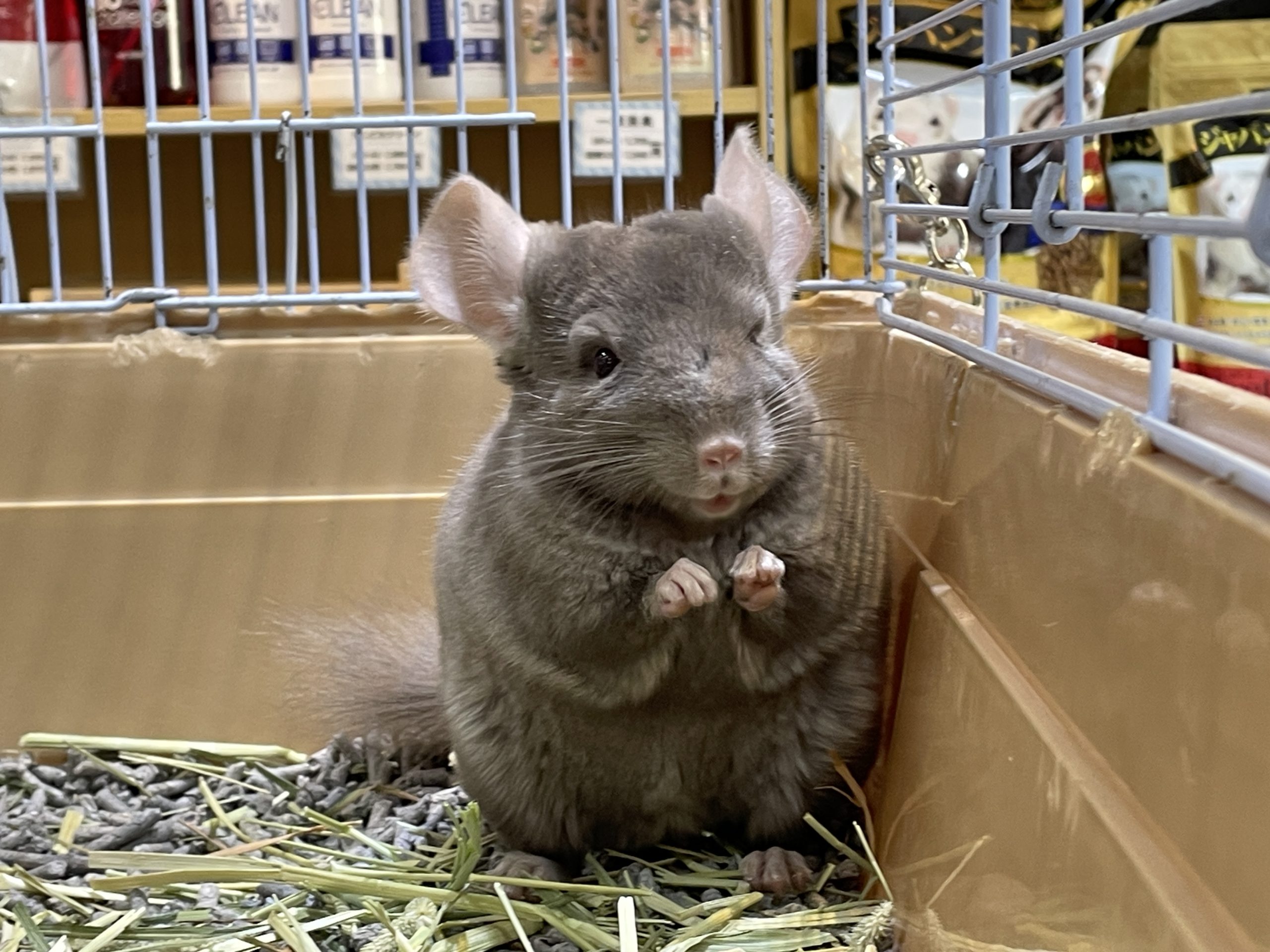 チンチラブラウン●デンマーク産コペンハーゲン社 超絶ぐいぐい来る系のチンチラ（ブラウンエボニー）の男の子♪ | 熱帯