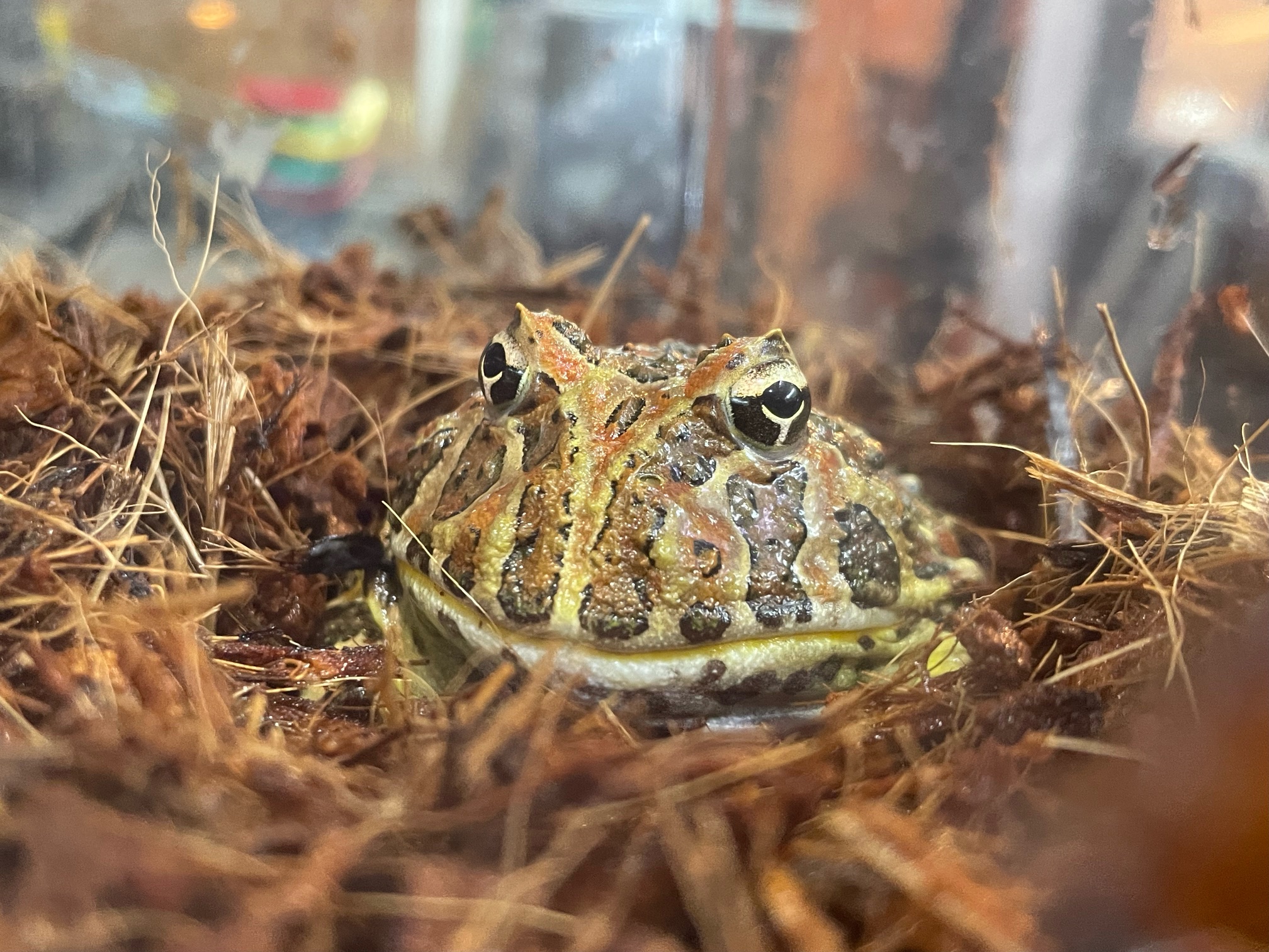 かえるのゴルフアウトレット かえるのピクルス FW用ゴルフヘッドカバー – nipopo