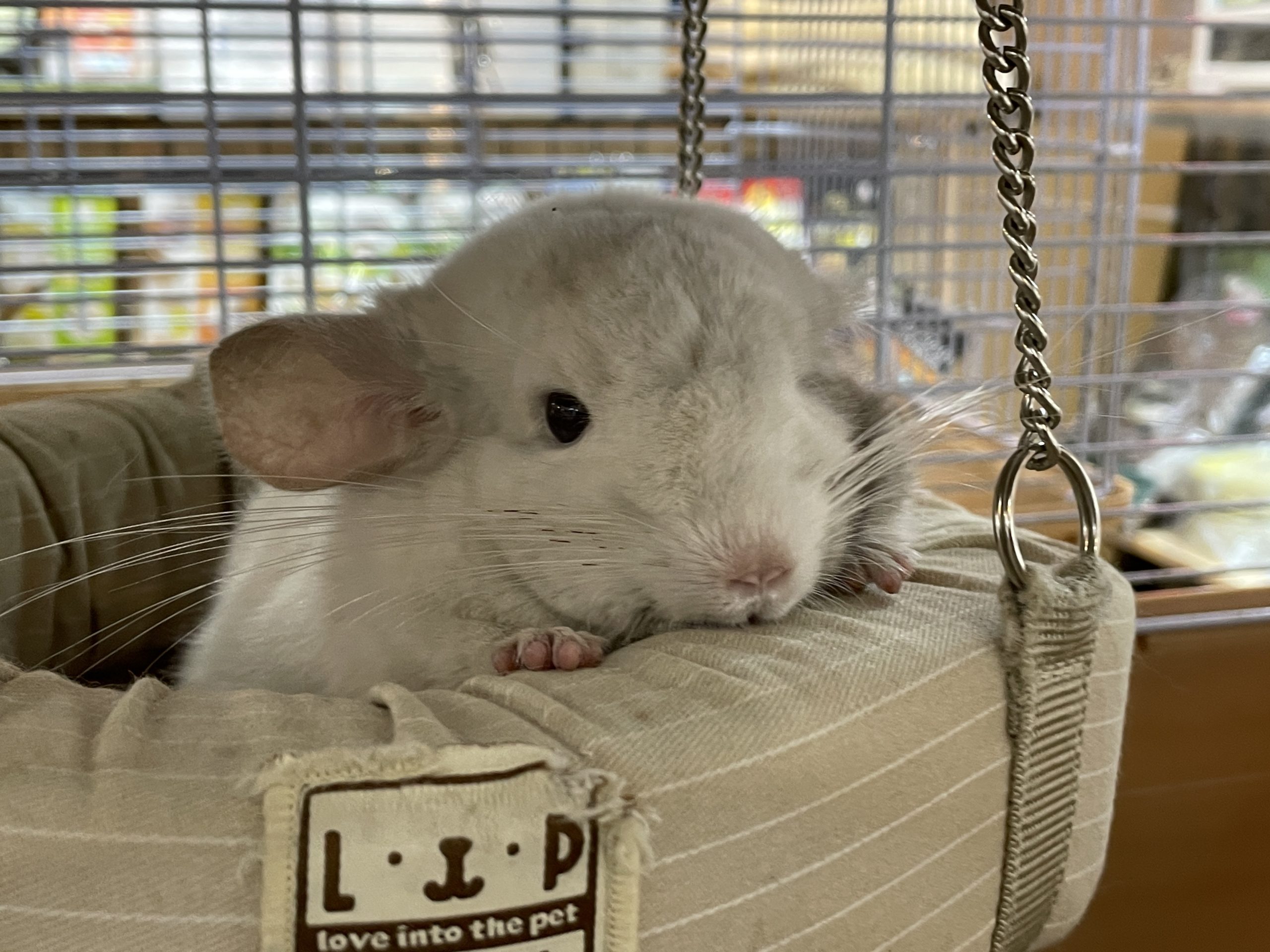 ラウンドハンモックが大好きなチンチラのホワイト♪ | 熱帯倶楽部