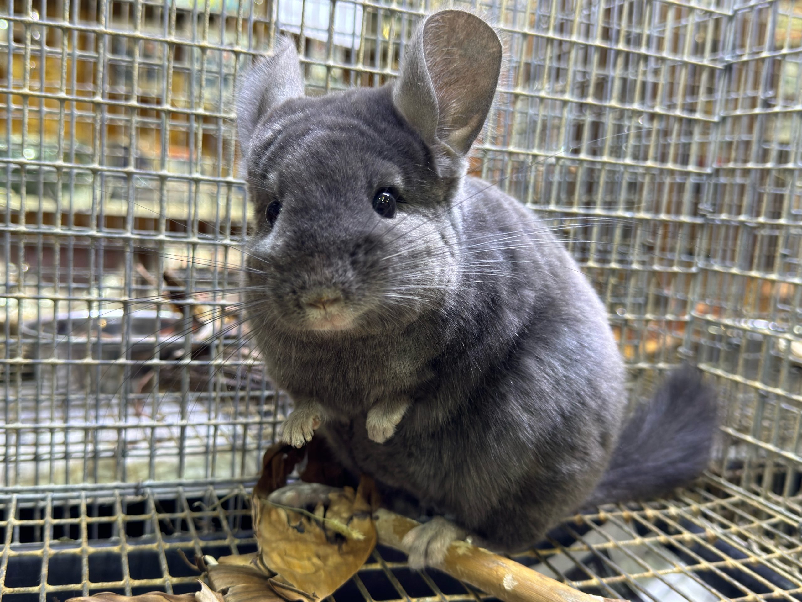 本日からお迎えスタート！チンチラ（バイオレットエボニー）のご紹介