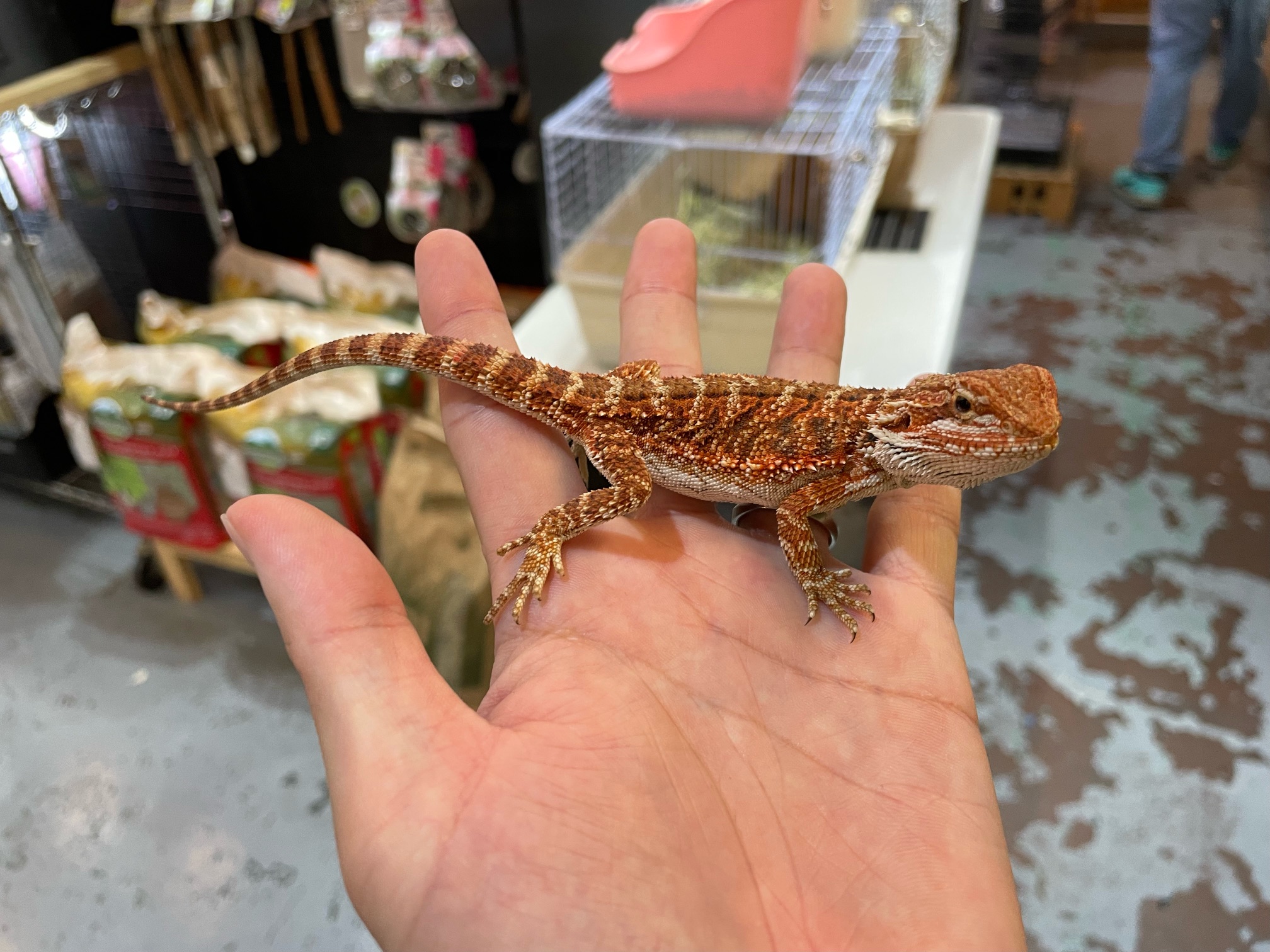 フトアゴヒゲトカゲが入荷しました！！（熱帯倶楽部 東川口本店