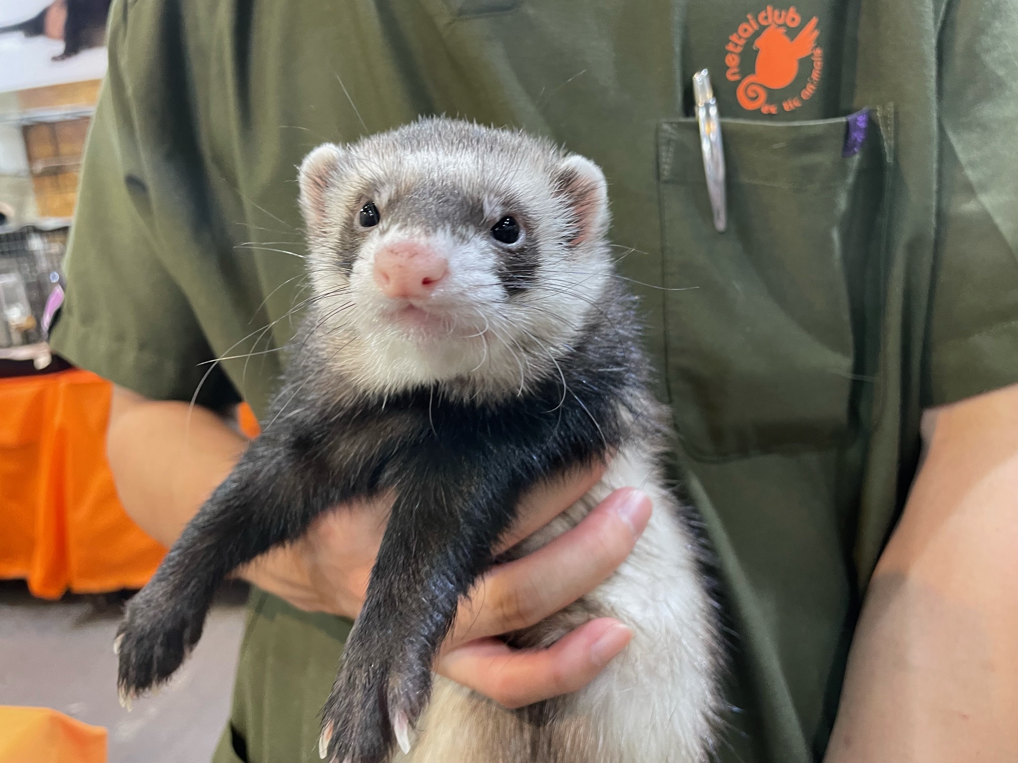 フェレット　小動物　初期セット 8／29更新】お店で販売しているフェレット達のご紹介♪②