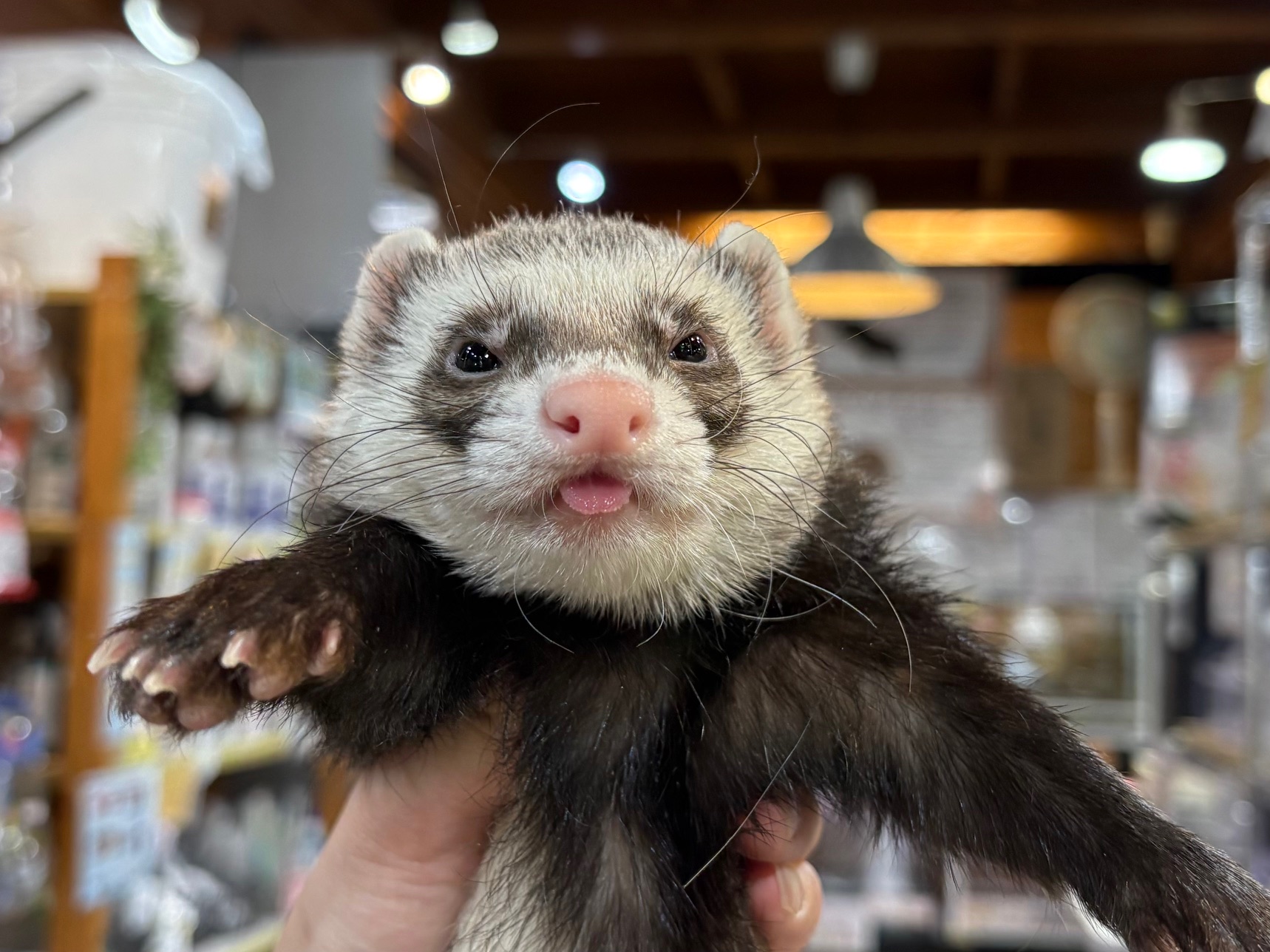 2／13更新】お店で販売しているフェレット達のご紹介♪② (熱帯俱楽