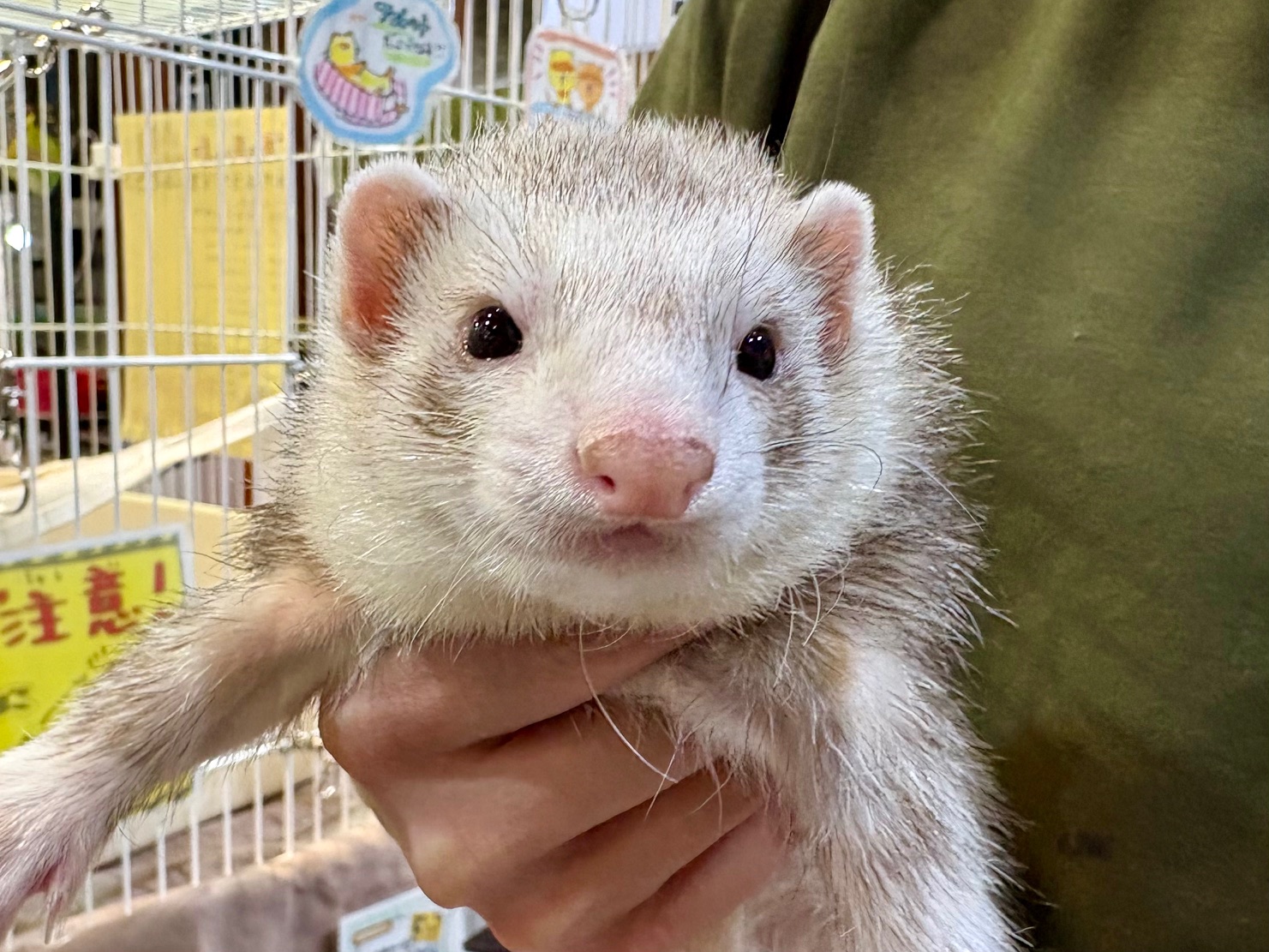 本日デビュー！！セカンドキャリアフェレットのご紹介です♪(熱帯俱楽